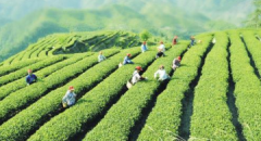 2019年中国茶产业行业市场发展现状调研及投资趋势前景